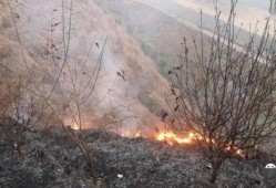 狮子山爆料视频最新,最新热点事件深度解析